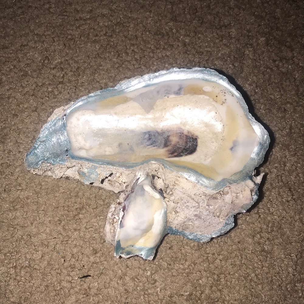 Oyster jewelry holder